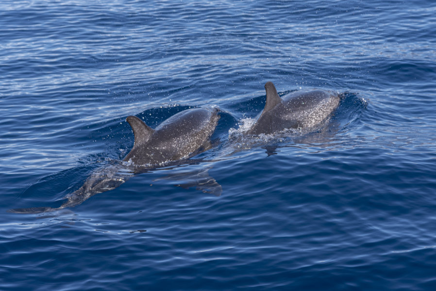 Delfin Moteado - Tenerife - islas Canarias - España 08 .jpg